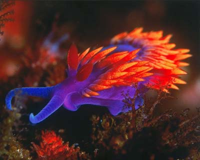 sea slugs photograph